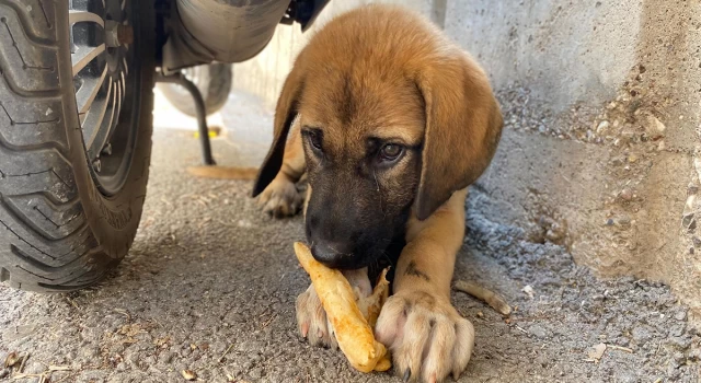 Ayşenur Arslan'dan sokak hayvanlarına yönelik katliam yasası için evet oyu veren vekillere: Dilerim öldürttüğünüz her köpek kâbusunuz olur!