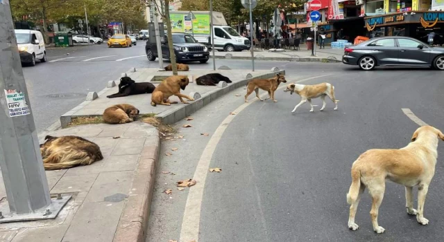 Başıboş köpeklere yönelik kanun teklifinin ilk 5 maddesi kabul edildi