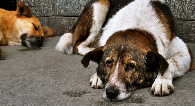 Sokak Hayvanlarını Koruma Günü’nde, sokak köpeğine istismardan yargılanan sanık tahliye edildi