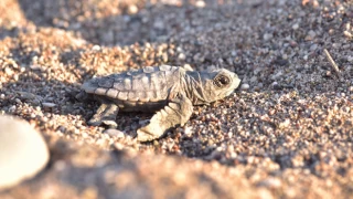 Caretta carettalar için tedbirler alındı: 5 bin 300’den fazla yavru hedefleniyor