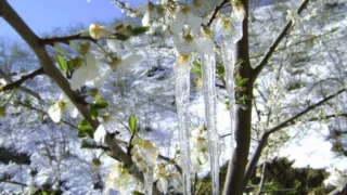 Meteoroloji'den o bölgelere zirai don uyarısı