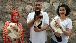 'Miss Cat' Tokat kedi güzellik yarışması