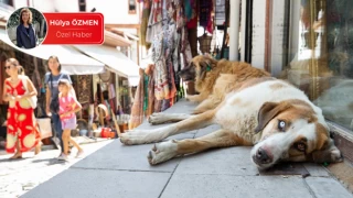 HAYTAP, Meclis’e sokak hayvanları ile ilgili rapor ve çözüm önerilerini sundu