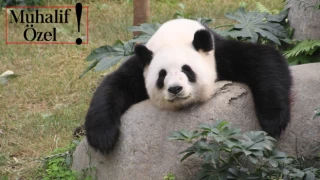 Doğum yapan en yaşlı panda, 19 yaşındaki Hong Kong’lu Ying Ying ile tanışın