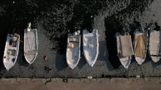 Milyonlarca ölü balık Yunanistan limanını vurdu