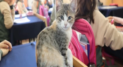 Amasya’da kedi ’Karamel’ sınıfın parçası haline geldi