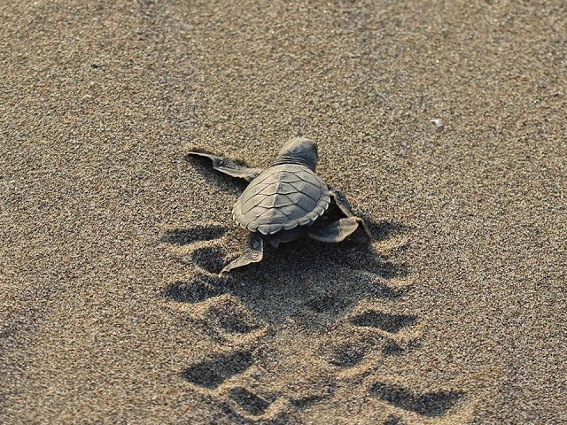 Patara Plajı'na 250 Deniz Kaplumbağası Yumurta Bıraktı