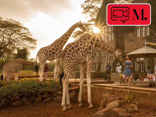 Kenya'da zürafalarla çevrili bir butik otel "Giraffe Manor"