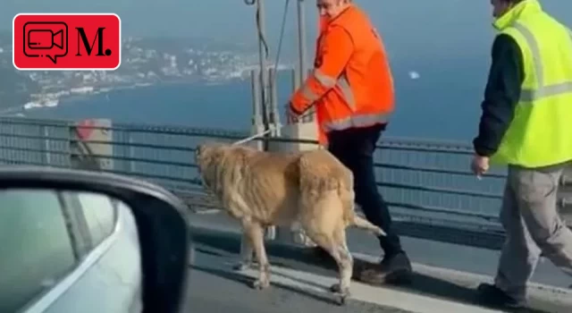 15 Temmuz Şehitler Köprüsü'ne giren köpek, güvenlik görevlilerince yakalandı